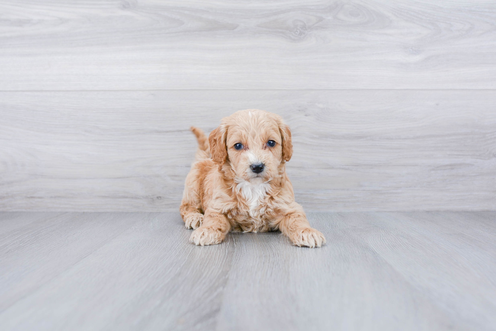 Smart Cockapoo Poodle Mix Pup