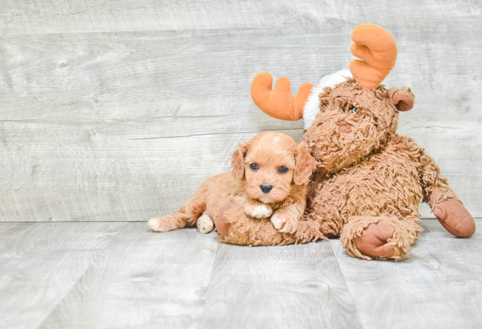 Cavapoo Puppy for Adoption