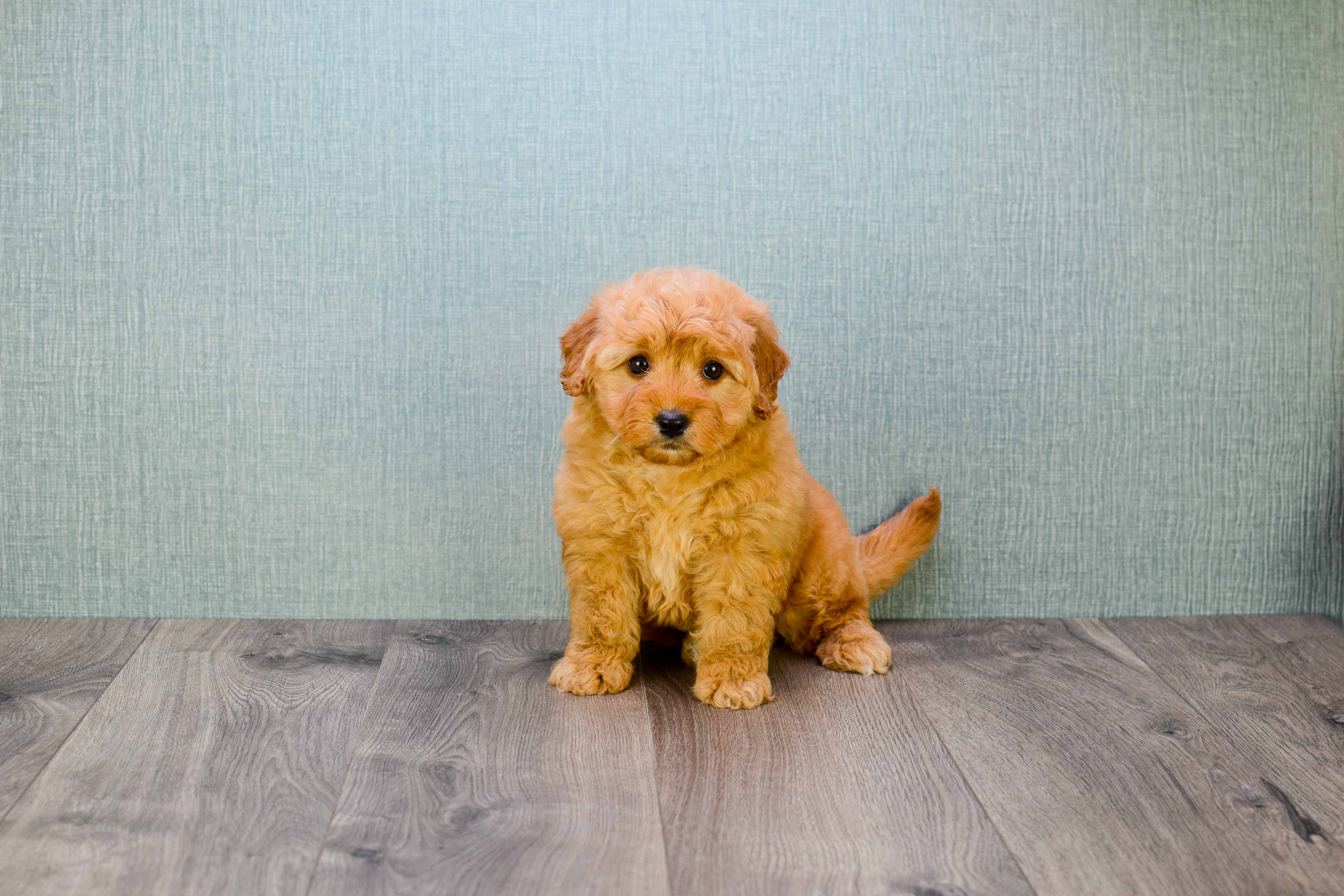 Little Golden Retriever Poodle Mix Puppy