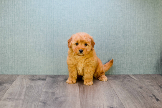 Little Golden Retriever Poodle Mix Puppy