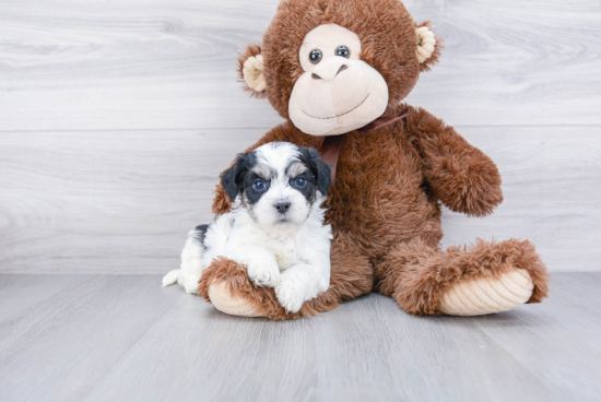 Teddy Bear Pup Being Cute