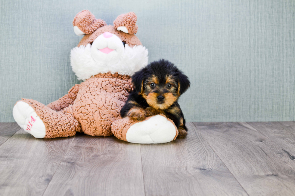 Meet Snickers - our Yorkshire Terrier Puppy Photo 