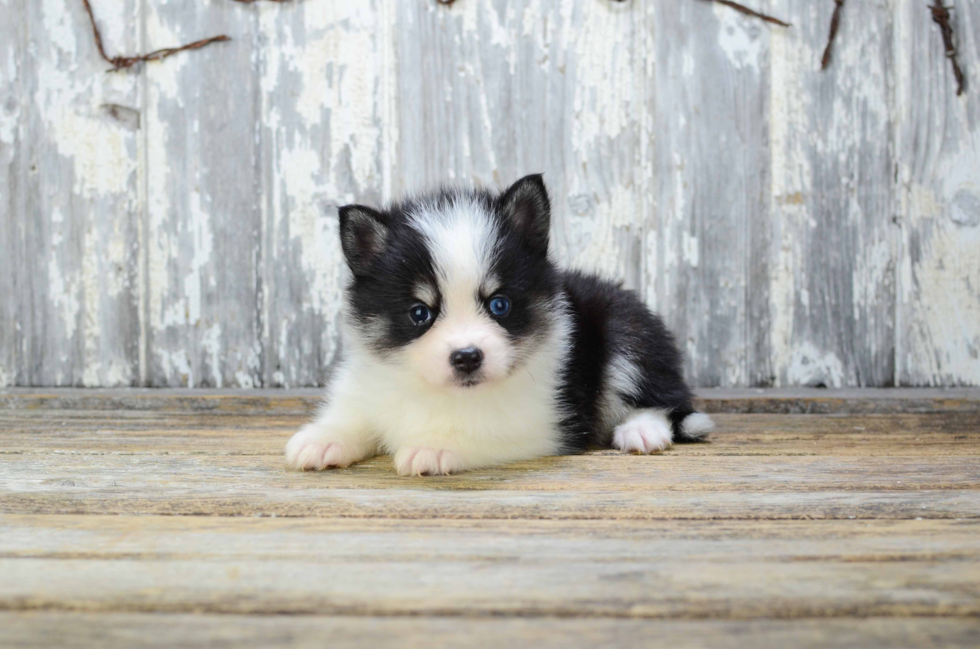 Petite Pomsky Designer Pup