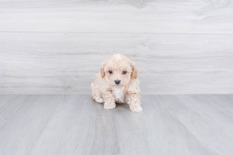 Best Maltipoo Baby