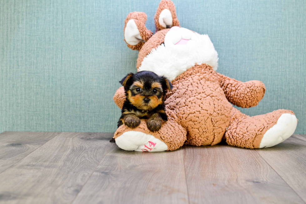 Meet Giselle - our Yorkshire Terrier Puppy Photo 