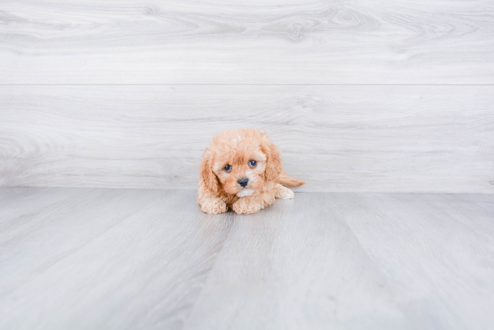 Petite Cavapoo Poodle Mix Pup