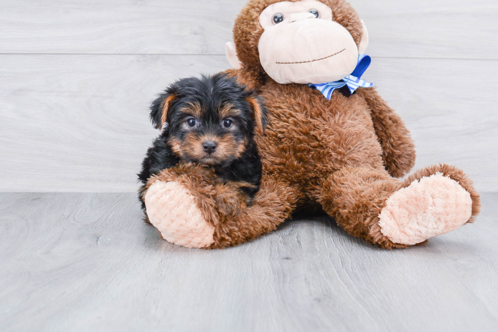 Meet Zoro - our Yorkshire Terrier Puppy Photo 