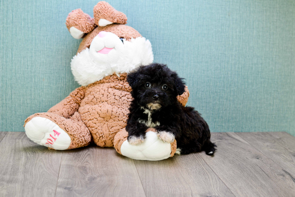 Adorable Yorkie Doodle Poodle Mix Puppy