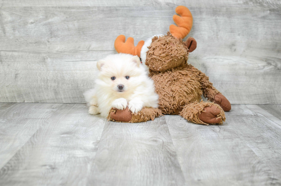 Hypoallergenic Pomeranian Baby