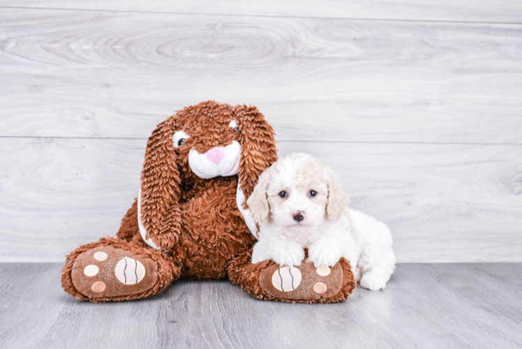 Cockapoo Puppy for Adoption