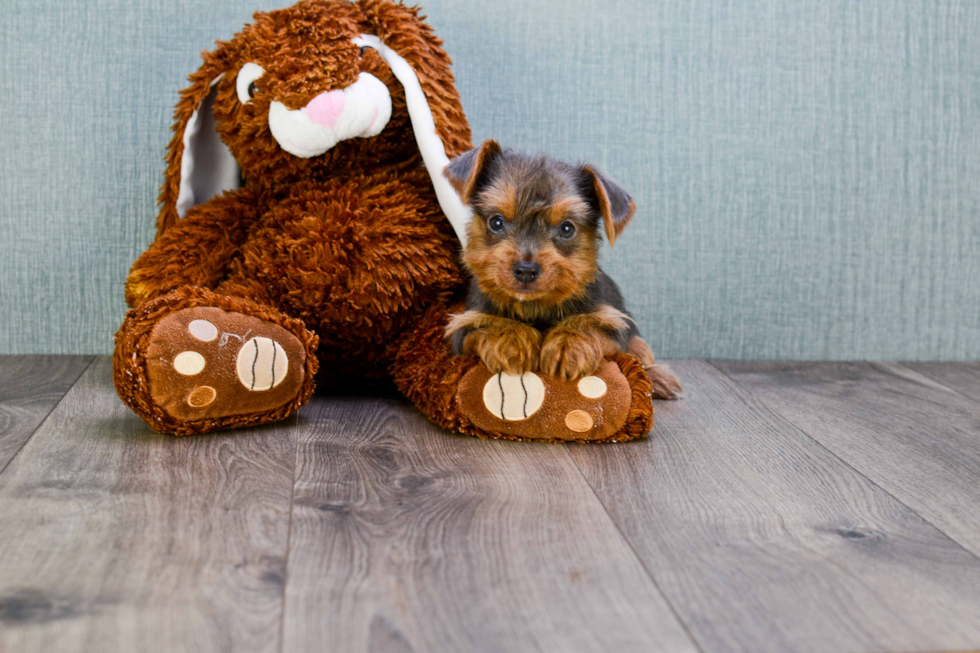 Meet Ebenezor - our Yorkshire Terrier Puppy Photo 