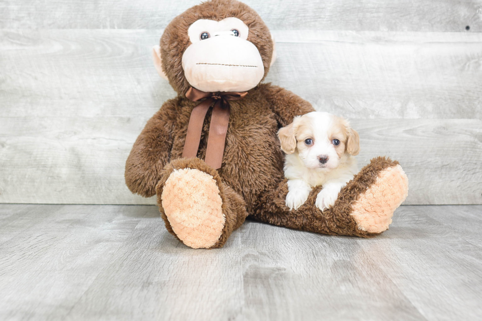 Fluffy Cavachon Designer Pup