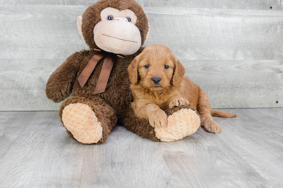 Friendly Mini Goldendoodle Baby