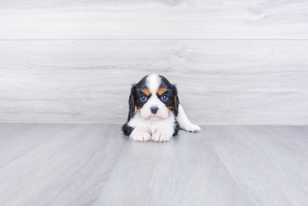 Cavalier King Charles Spaniel Pup Being Cute