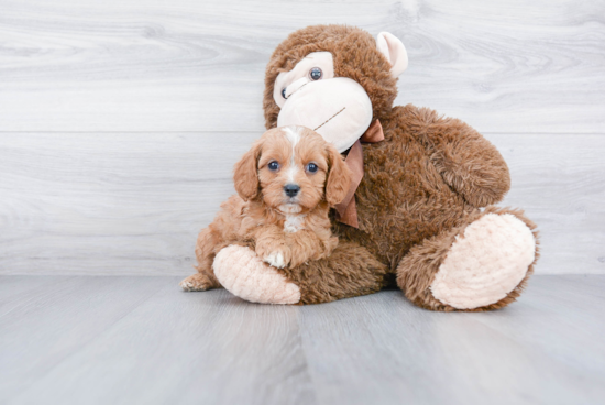 Cute Cavapoo Baby