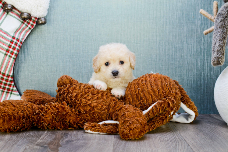 Energetic Maltepoo Poodle Mix Puppy