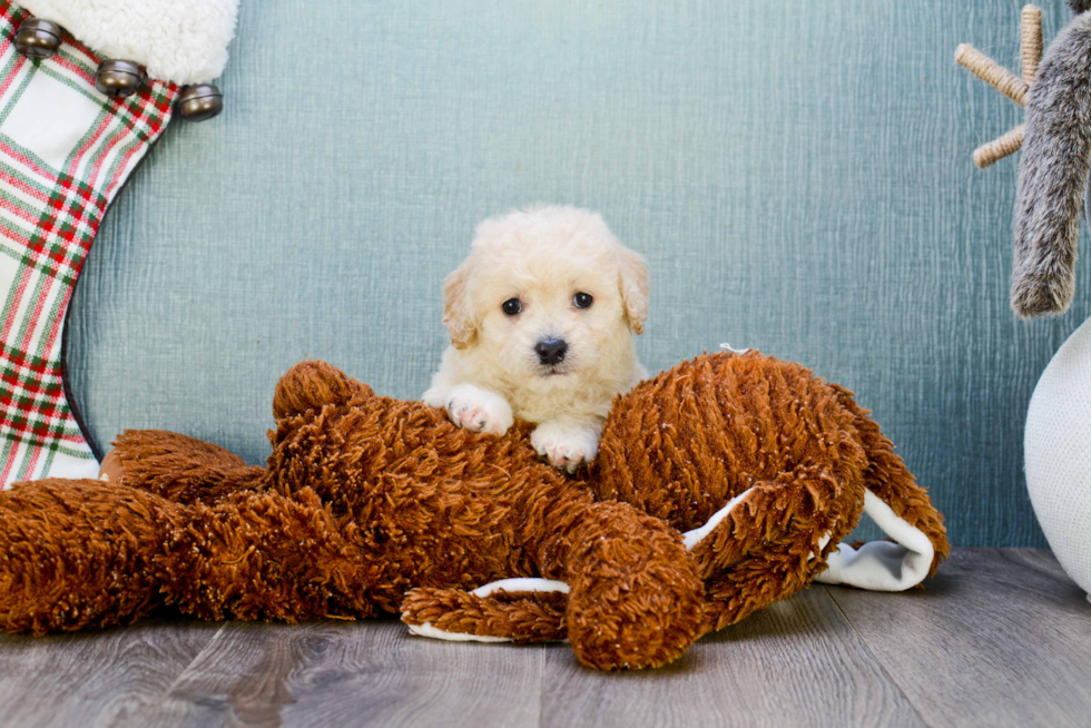 Energetic Maltepoo Poodle Mix Puppy