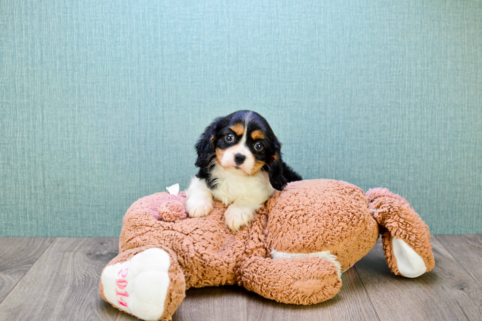 Funny Cavalier King Charles Spaniel Baby