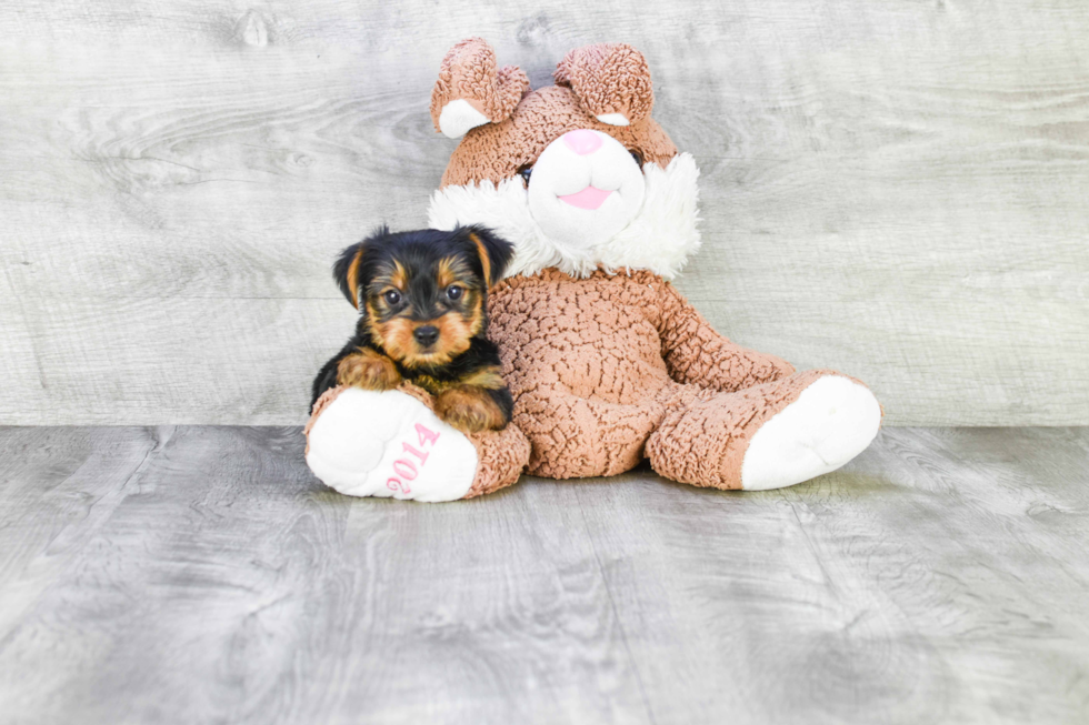 Meet Roscoe - our Yorkshire Terrier Puppy Photo 