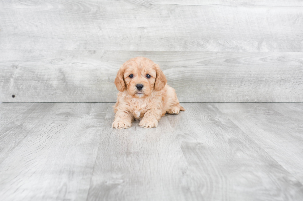 Cavapoo Pup Being Cute