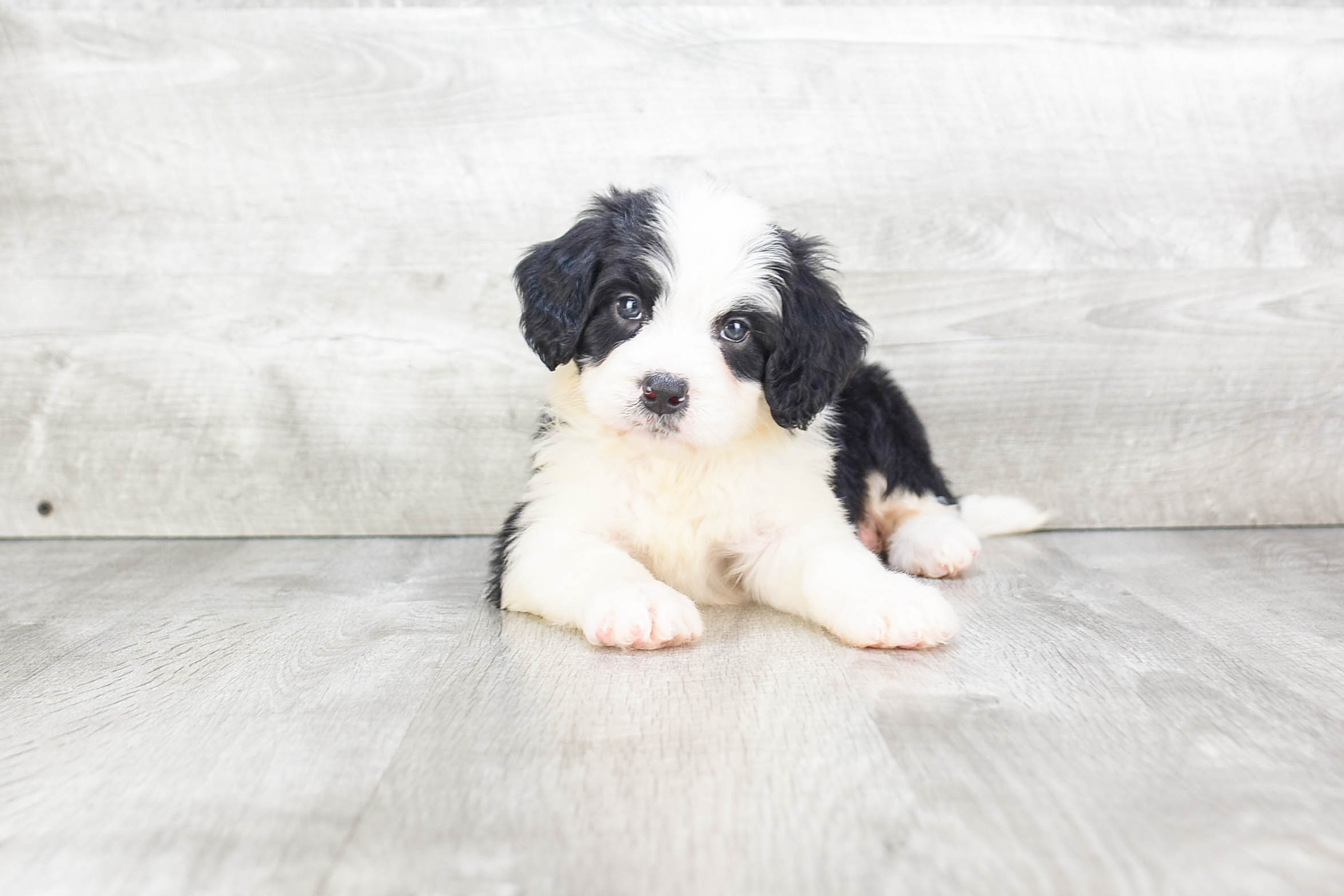 Mini Bernedoodle Puppy for Adoption