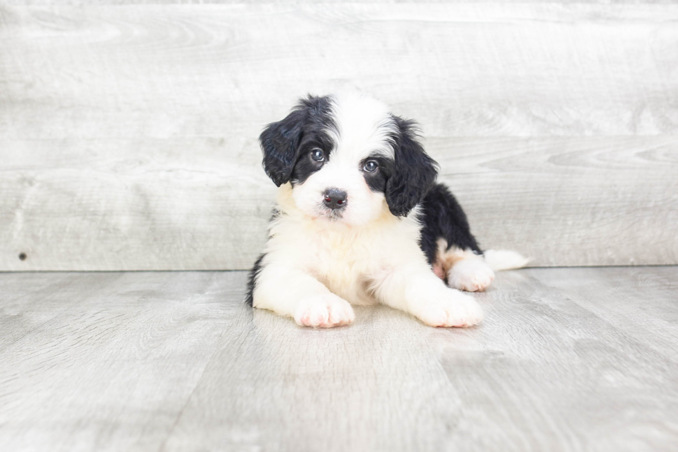 Mini Bernedoodle Puppy for Adoption