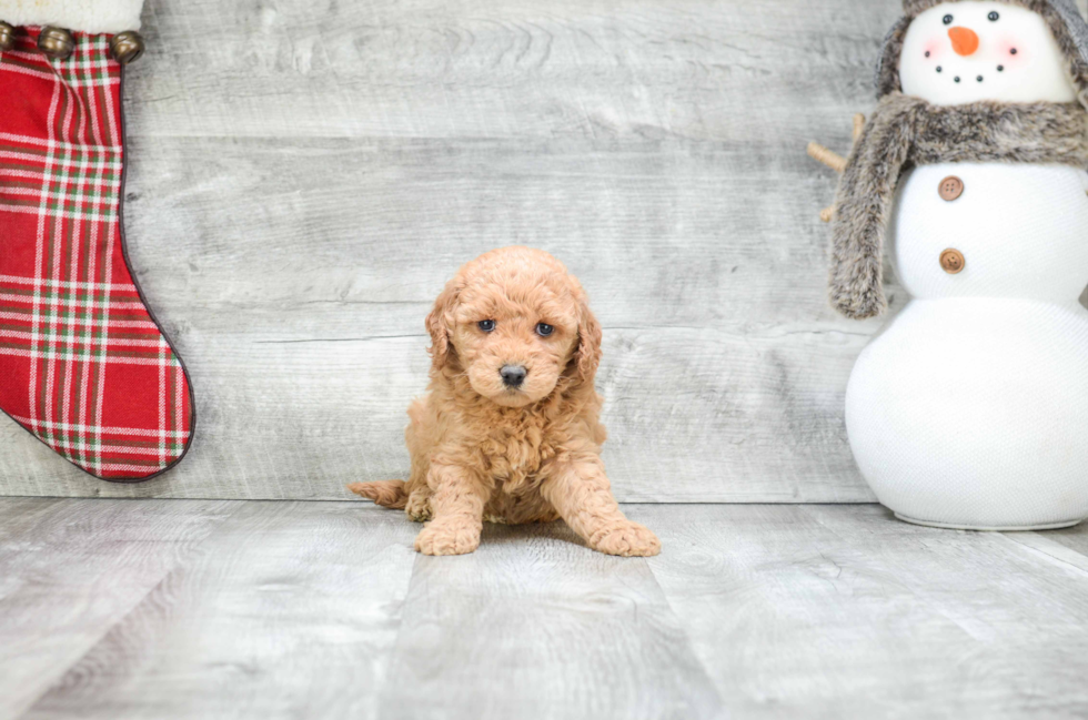 Cute Mini Goldendoodle Baby