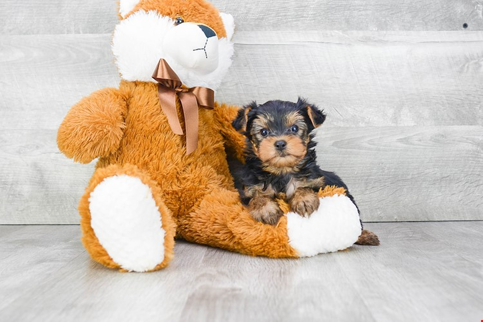 Meet Chandler - our Yorkshire Terrier Puppy Photo 