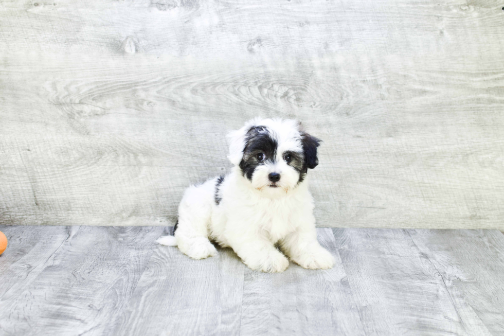 Popular Havanese Baby