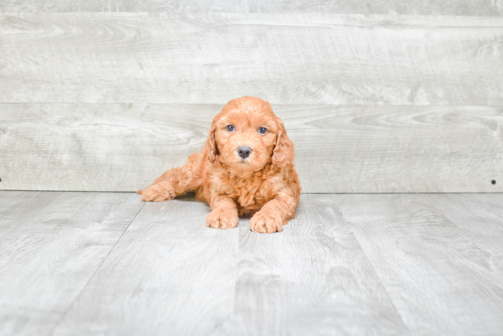 Smart Mini Goldendoodle Poodle Mix Pup