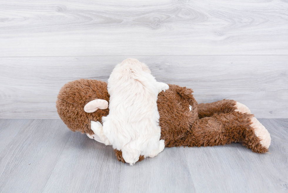 Maltipoo Puppy for Adoption