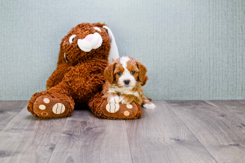 Small Cavapoo Baby