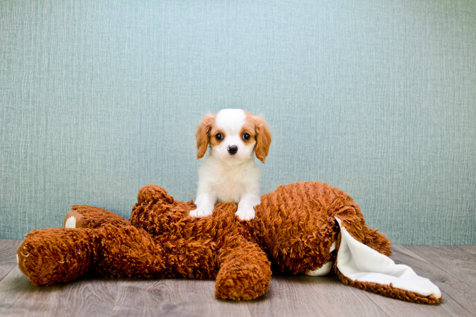 Small Cavalier King Charles Spaniel Purebred Pup