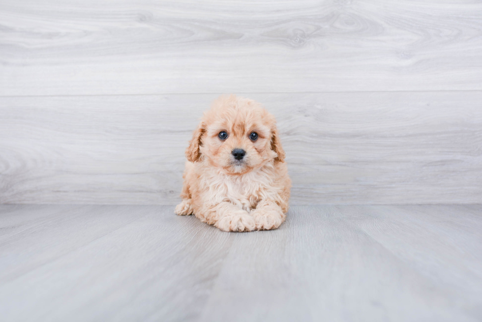 Best Cavapoo Baby