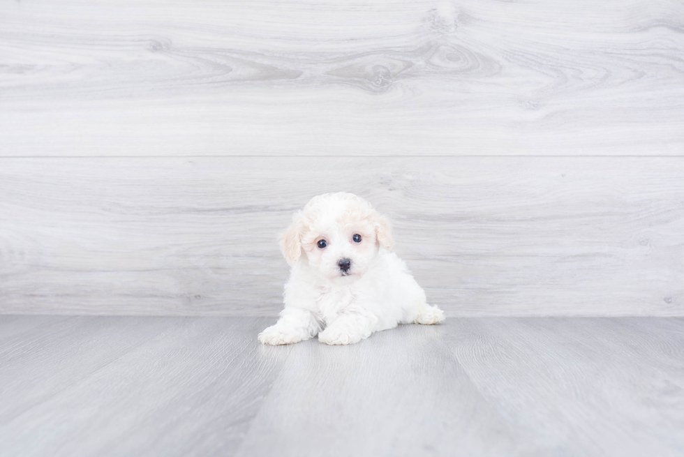 Popular Maltipoo Poodle Mix Pup