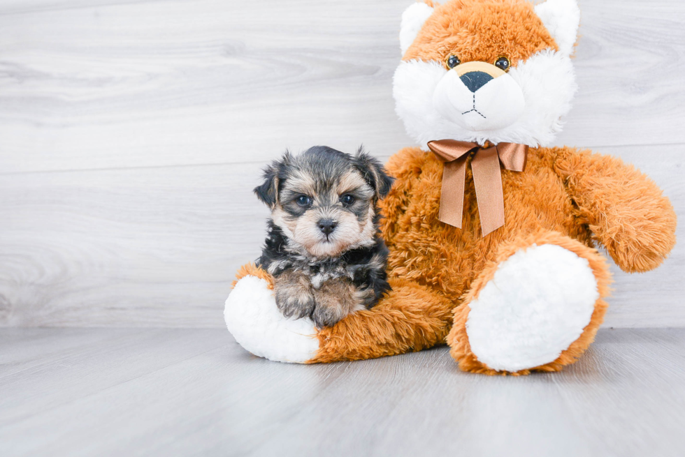 Morkie Pup Being Cute