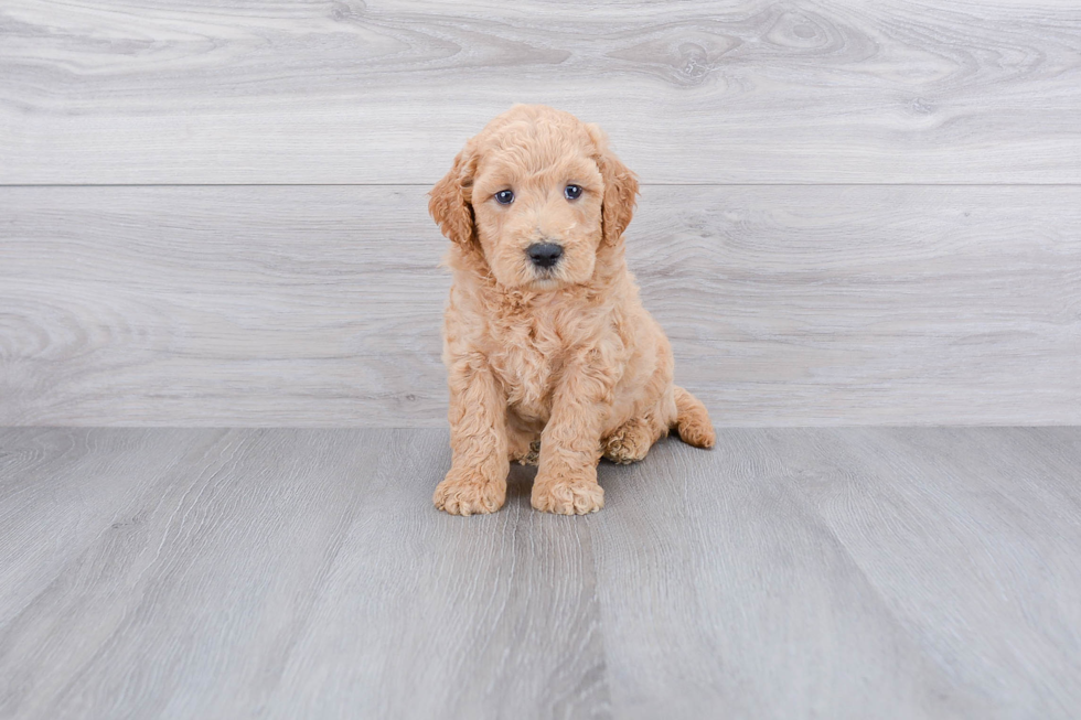 Best Mini Goldendoodle Baby