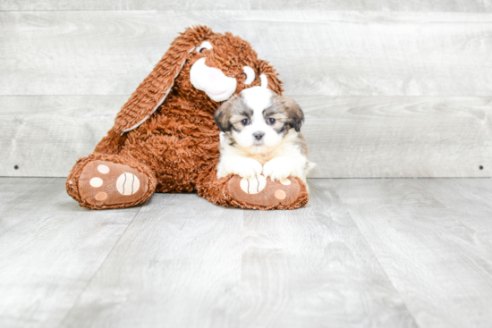 Teddy Bear Pup Being Cute