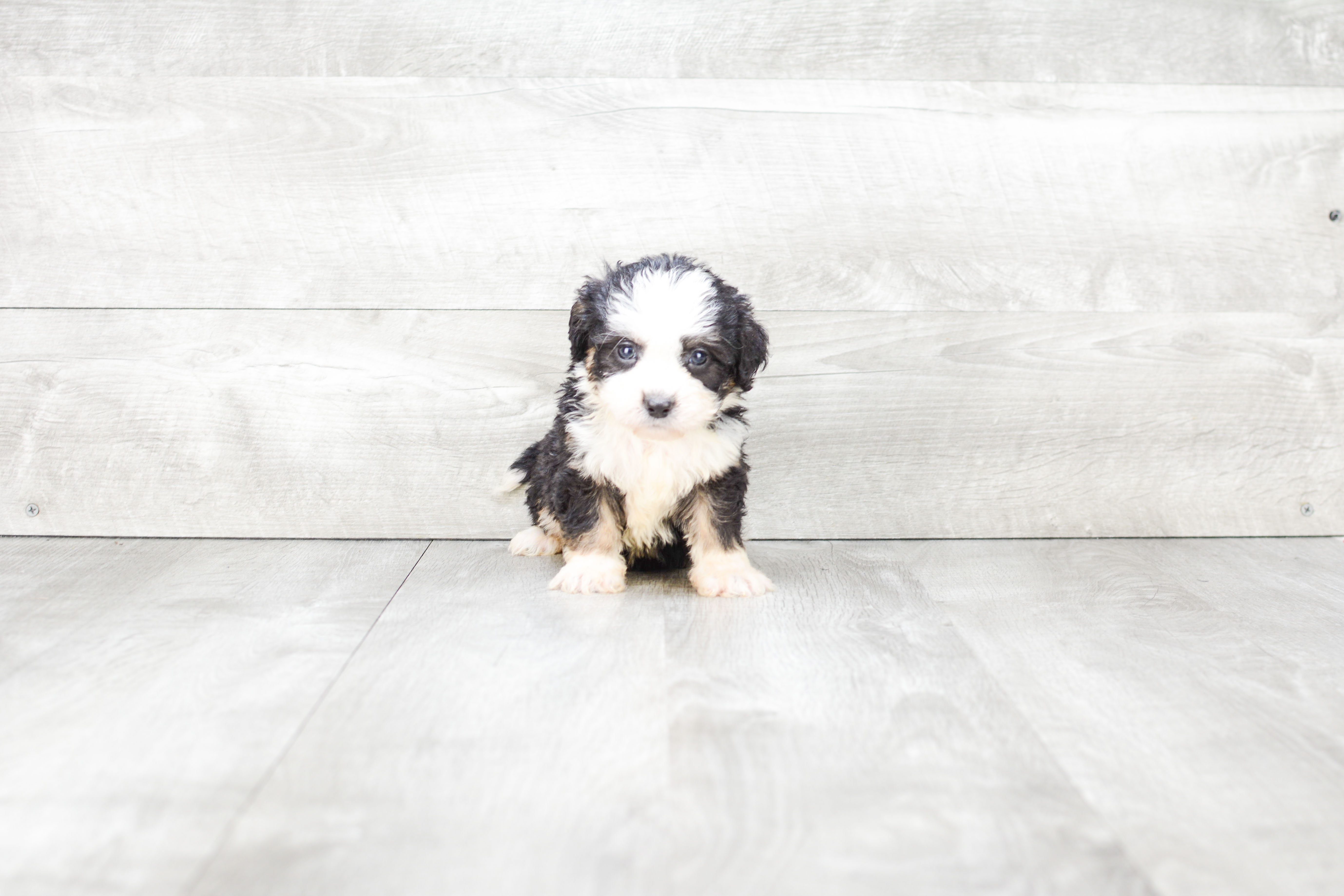 Hypoallergenic Bernadoodle Poodle Mix Puppy