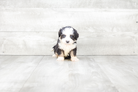 Hypoallergenic Bernadoodle Poodle Mix Puppy