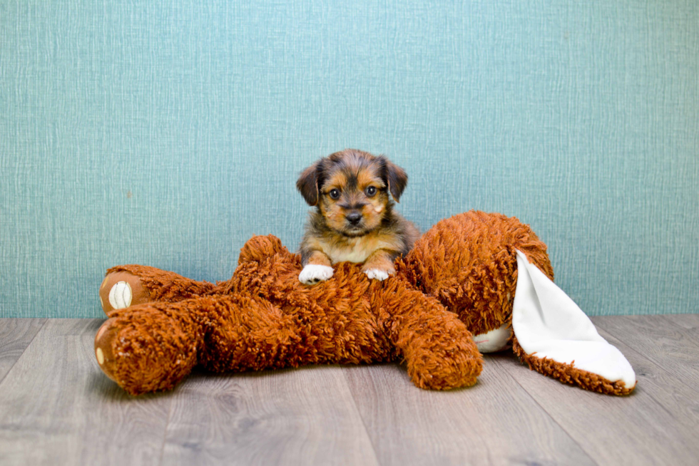 Energetic Yorkie Designer Puppy