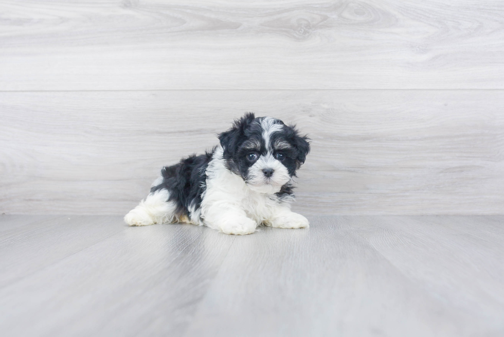 Cute Havanese Purebred Puppy