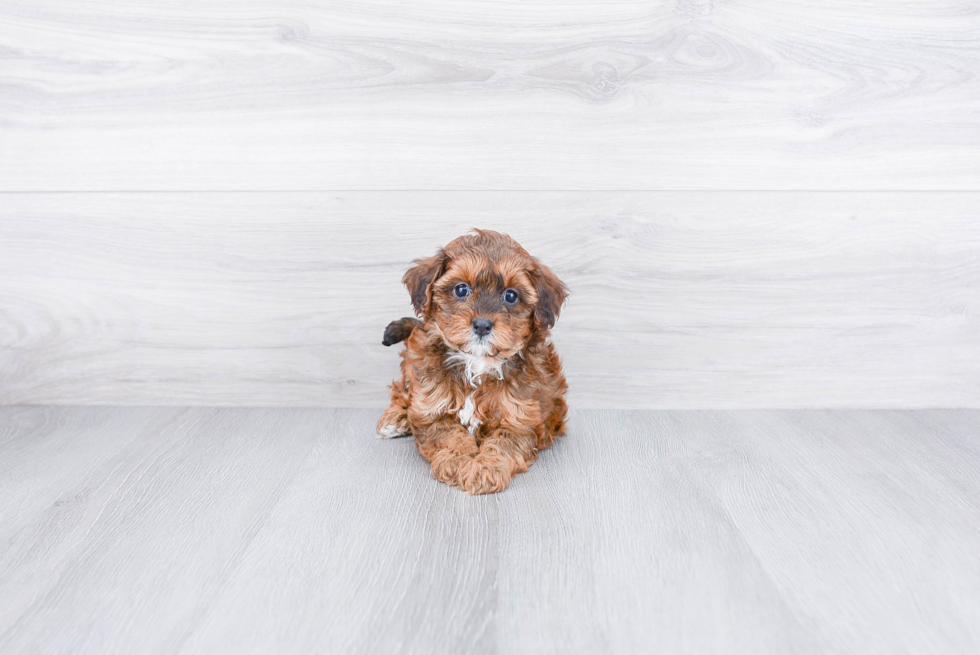 Cute Cavapoo Baby