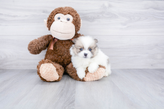 Happy Pomeranian Purebred Puppy