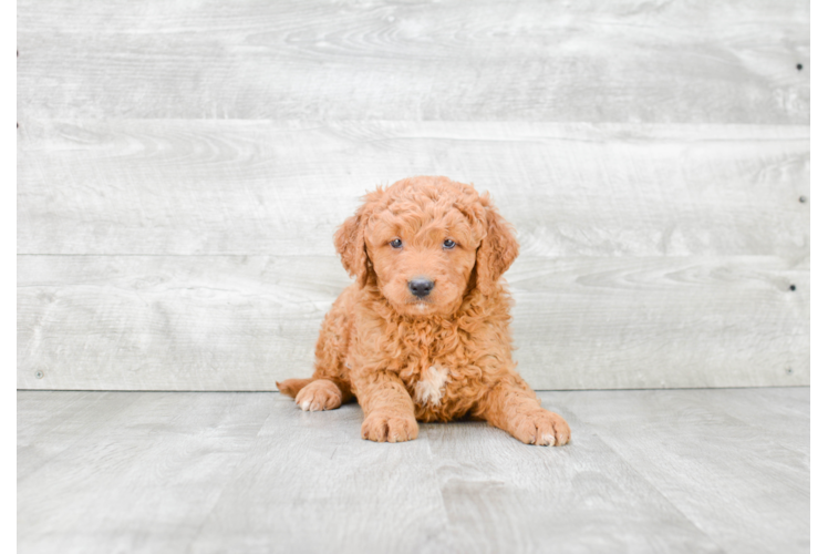 Mini Goldendoodle Pup Being Cute