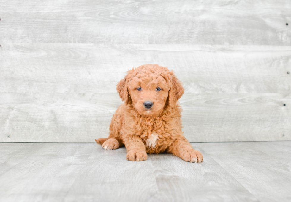 Mini Goldendoodle Pup Being Cute