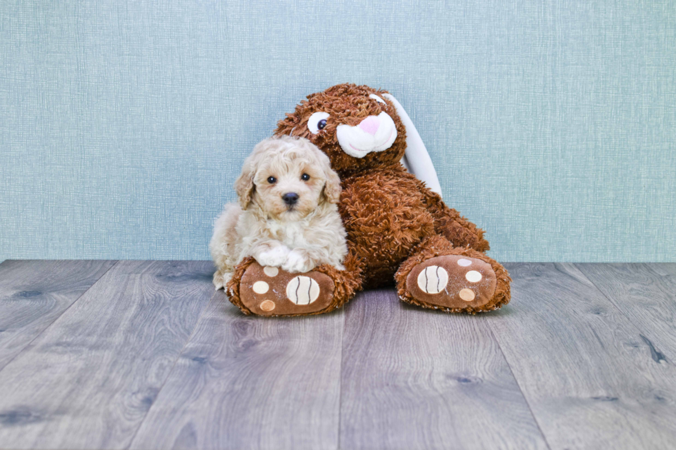 Mini Goldendoodle Puppy for Adoption