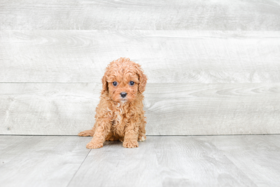 Small Cavapoo Baby