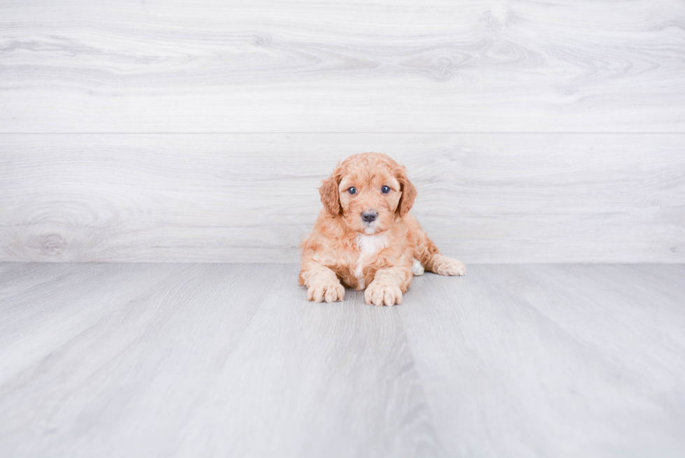 Mini Goldendoodle Pup Being Cute