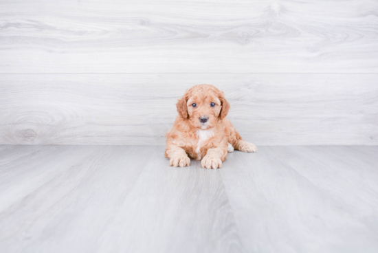 Mini Goldendoodle Pup Being Cute